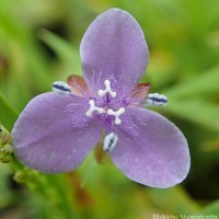 Murdannia spirata var. spirata (L.) G.Brückn.
